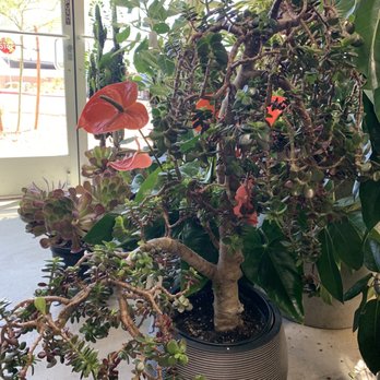 Interior Gardens - Jade plant, so tempting! - Nurseries & Gardening Near Me - Las Vegas, Nevada