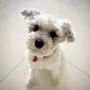 Photo of Pets-Chicago
