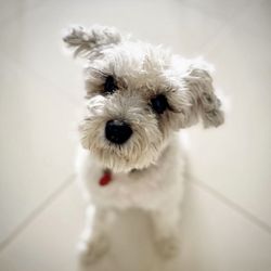 Pets-Chicago - Sweet Cassie