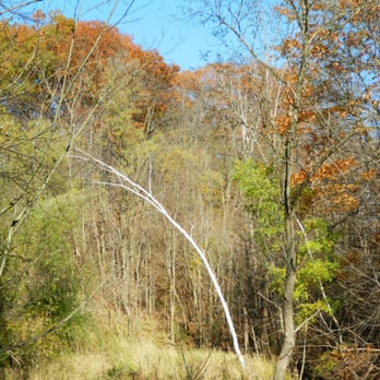 Taylor Creek Park - Leaning White Birch Betula papyrifera Taylor Creek Park by garden muses-not another Toronto gardening blog - Parks Near Me - Toronto, Ontario Taylor Creek Park - Leaning White Birch Betula papyrifera Taylor Creek Park by garden muses-not another Toronto gardening blog - Parks Near Me - Toronto, Ontario