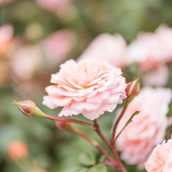 Sprague's Nursery & Garden Center