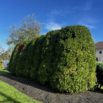 Green View Tree Service - Trimming - Tree Services Near Me