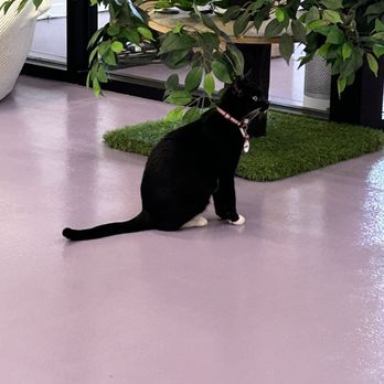 Purr-fecto Cat Lounge - Animal Shelters Near Me - Austin, Texas Purr-fecto Cat Lounge - Animal Shelters Near Me - Austin, Texas