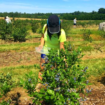 Homestead Farm - Fruits & Veggies Near Me - Poolesville, Maryland