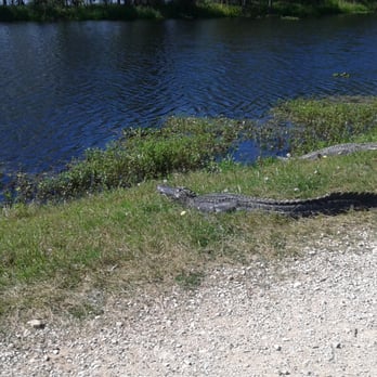 Brazos Bend State Park - Parks Near Me - Needville, Texas Brazos Bend State Park - Parks Near Me - Needville, Texas