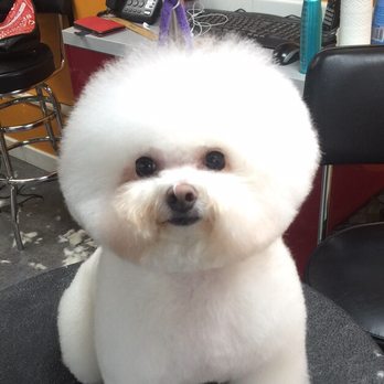 A Cut Above Pet Stylists - Bichon Frise - Pet Groomers Near Me - New York, New York A Cut Above Pet Stylists - Bichon Frise - Pet Groomers Near Me - New York, New York