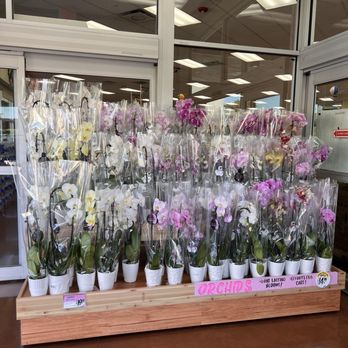 Trader Joe's - Orchids - Grocery Near Me - Fort Lauderdale, Florida