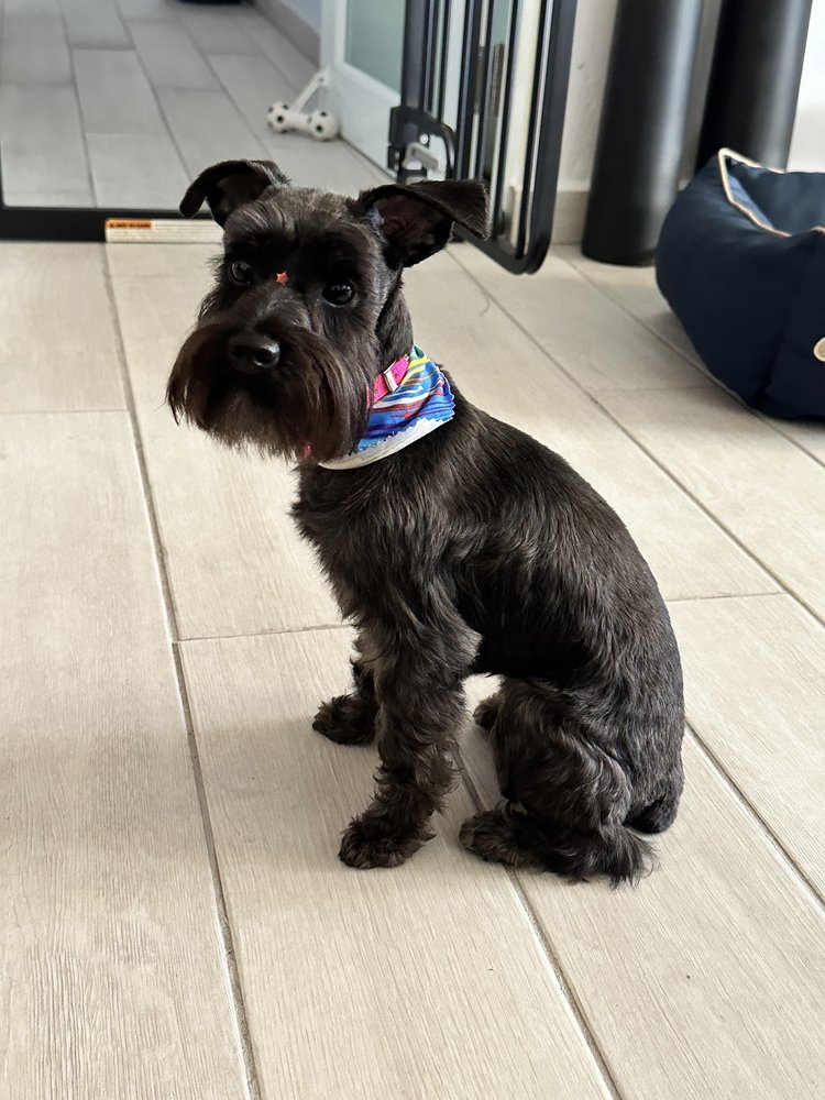 The Pet Salon Image