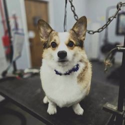 Lincoln Pet Parlor