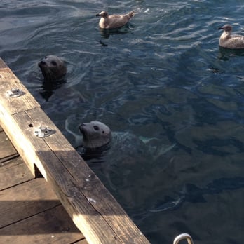 Fishermans Wharf - Seals!!! - Landmarks & Historical Buildings Near Me - Victoria, British Columbia