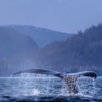 Sitka Sea Level Adventures - On Board with Sitka Sea Level Adventures by Caitlin Blaisdell Photography - Boat Tours Near Me