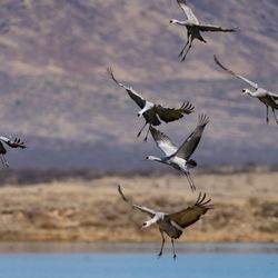 Cochise Lake - Sandhill crane