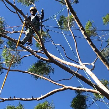 Coastal Arbor Tree Service - Trimming the eucalyptus - Tree Services Near Me Coastal Arbor Tree Service - Trimming the eucalyptus - Tree Services Near Me