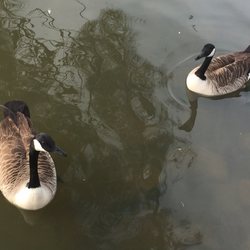 Lake Wylie Marina