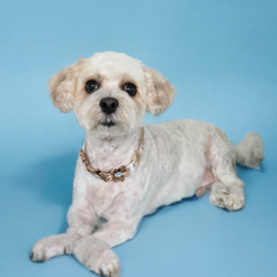 Pets Of Distinction - Beignet (Maltipoo) Unable to walk or stand and looks breathtakingly handsome!