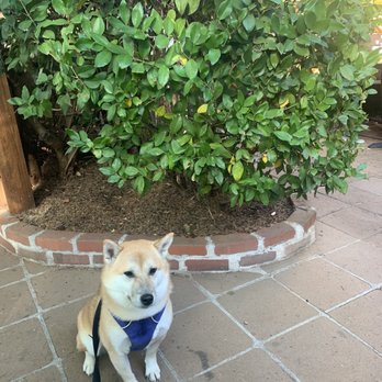 Sunflower Caffe - Dog friendly - Coffee & Tea Near Me - Sonoma, California Sunflower Caffe - Dog friendly - Coffee & Tea Near Me - Sonoma, California