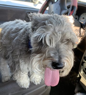 All Dogs Go to Bev Las Vegas NV 89121 US MapQuest