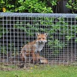 PestForce Derbyshire - Fox Control Derby