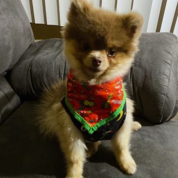 Millbrae Pet Hospital - Oso in his Christmas outfit - Veterinarians Near Me - Millbrae, California Millbrae Pet Hospital - Oso in his Christmas outfit - Veterinarians Near Me - Millbrae, California