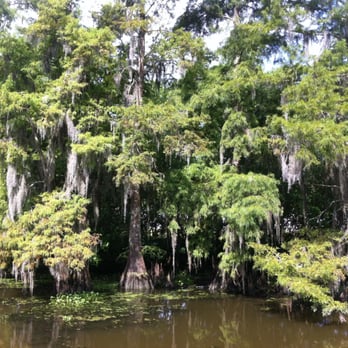 Cajun Critters Swamp Tour - Trees at Cajun Critters Swamp Tour - Tours Near Me - Westwego, Louisiana