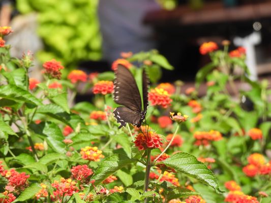 Cincinnati Zoo & Botanical Garden by null