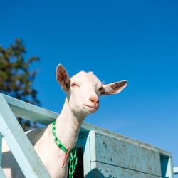 Catapano Dairy Farm