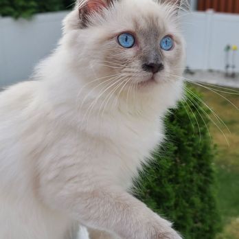 A Ragdoll To Love - ENJOYING THE OUTDOOR - Pet Stores Near Me - Highspire, Pennsylvania