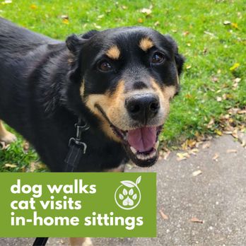 Green Paws Chicago - Bella can't contain her joy when exploring her neighborhood with her Pet Care Specialist! - Dog Walkers Near Me - Chicago, Illinois