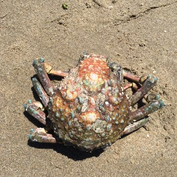 Pleasure Point - Crab - Beaches Near Me Pleasure Point - Crab - Beaches Near Me