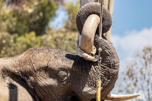 San Diego Zoo by null