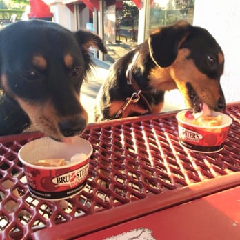 Bruster's Real Ice Cream - Free puppy sundaes! - Ice Cream & Frozen Yogurt Near Me - Tampa, Florida Bruster's Real Ice Cream - Free puppy sundaes! - Ice Cream & Frozen Yogurt Near Me - Tampa, Florida