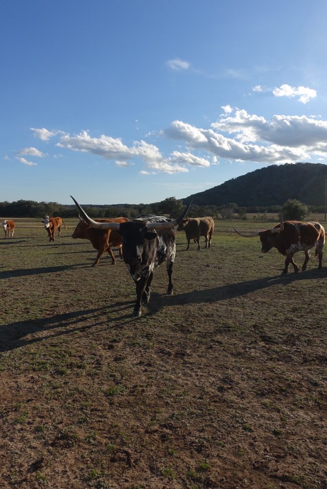Rancho Cortez - equestrian in Bandera, TX