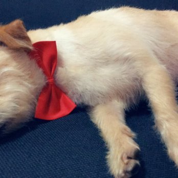 Dazzling Pup - Pet Groomers Near Me - San Gabriel, California