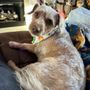 Photo of Cutz 4 Muttz Mobile Grooming Spa