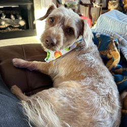 Cutz 4 Muttz Mobile Grooming Spa