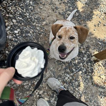 Dame Cafe Coffee - Pup cup - Coffee & Tea Near Me - Austin, Texas