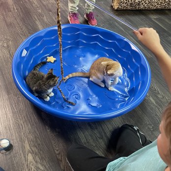 Tally Cat Cafe - They have tons of toys, scratch posts, and chairs for you to sip and enjoy while you play - Pet Adoption Near Me - Tallahassee, Florida Tally Cat Cafe - They have tons of toys, scratch posts, and chairs for you to sip and enjoy while you play - Pet Adoption Near Me - Tallahassee, Florida