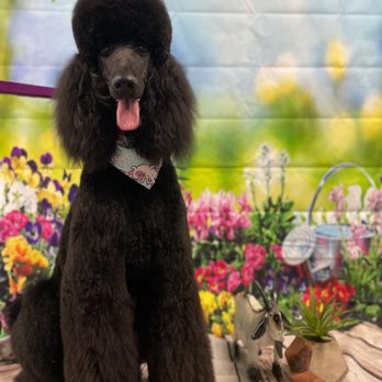Bark, Bath & Beyond - Smile for the camera! Thanks Meagan! - Pet Groomers Near Me - Valley Springs, California