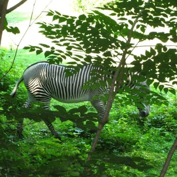Bronx Zoo - The zebras - Zoos Near Me - Bronx, New York
