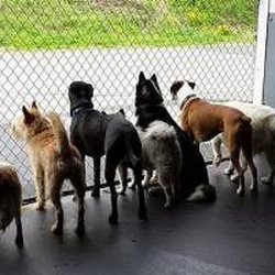Gibson Natural Pet Resort