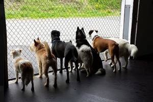 Gibson Natural Pet Resort - pet boarding facility in Grafton, MA
