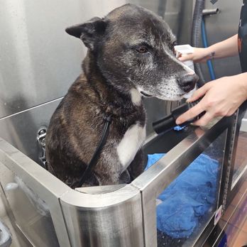 Luna's Dog Wash - He sat so quietly during the blow drying - Pet Groomers Near Me - Glendora, California Luna's Dog Wash - He sat so quietly during the blow drying - Pet Groomers Near Me - Glendora, California