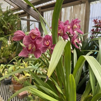 Shelldance Orchid Gardens - Nurseries & Gardening Near Me - Pacifica, California