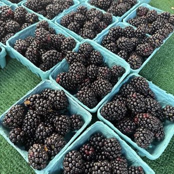 Davis Farmers Market - Blackberries - Farmers Market Near Me - Davis, California