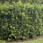 Photo of Landscaping Herdy