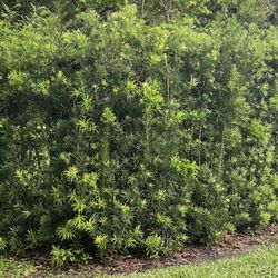 Landscaping Herdy - Want to plant this outside and some inside the fence.