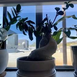 Joshua Tree Chiropractic - Ginsing Bonsai chilling in the window