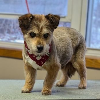 Kim's Pet Resort - Pet Groomers Near Me - Granby, Massachusetts