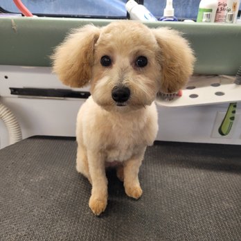 Grooming Butler - Pet Groomers Near Me Grooming Butler - Pet Groomers Near Me