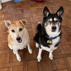 The Soggie Doggie Mobile Pet Grooming - Two clean boys